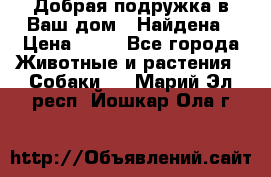 Добрая подружка,в Ваш дом!!!Найдена › Цена ­ 10 - Все города Животные и растения » Собаки   . Марий Эл респ.,Йошкар-Ола г.